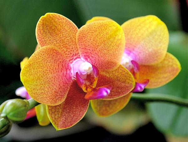 pink-yellow-orchid-rona-black600_454