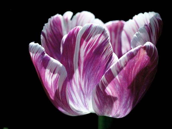 purple-and-white-marbled-tulip-rona-black600_452