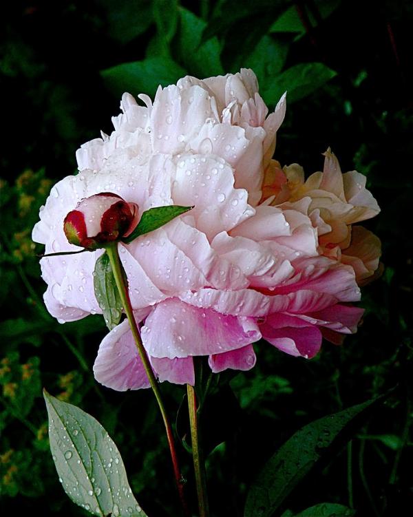 rain-soaked-peonies-rona-black600_751