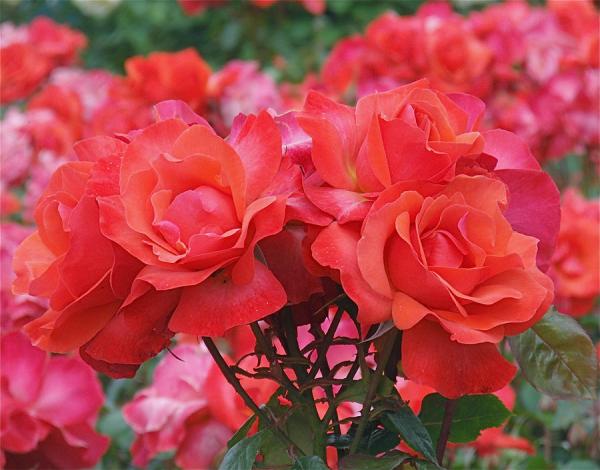 rose-abundance-rona-black600_470