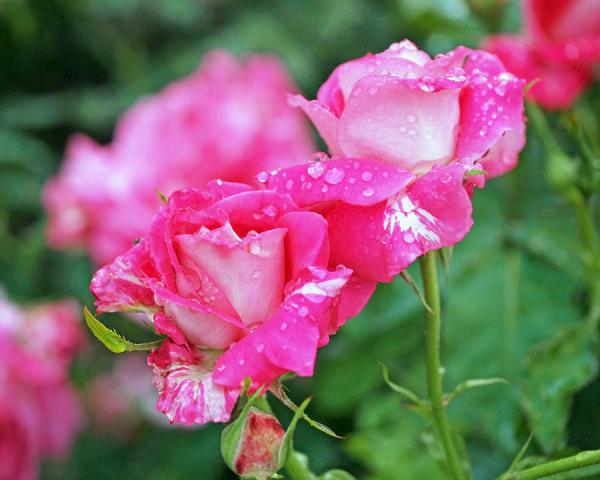 rose-bonbons-rona-black600_480