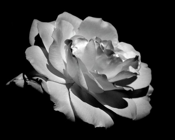 rose-rona-black600_480