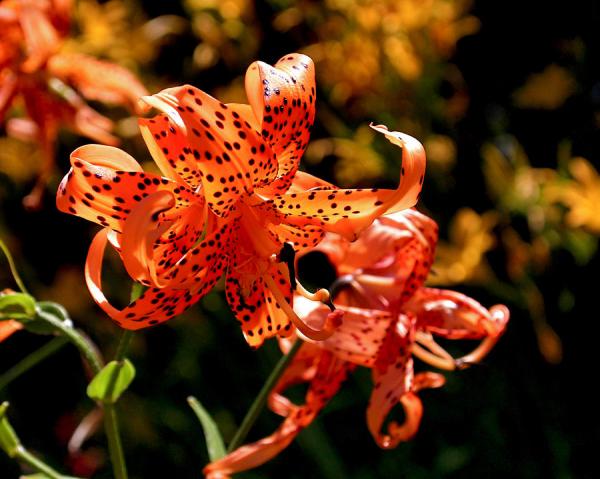 tiger-lilies-rona-black600_479