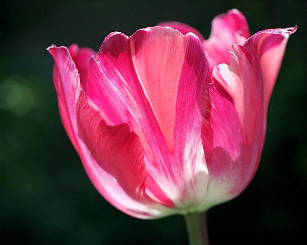 tulip-painted-in-shades-of-pink-rona-black600_479