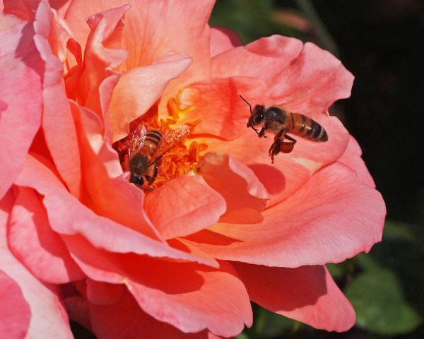 wheels-down-rona-black600_480