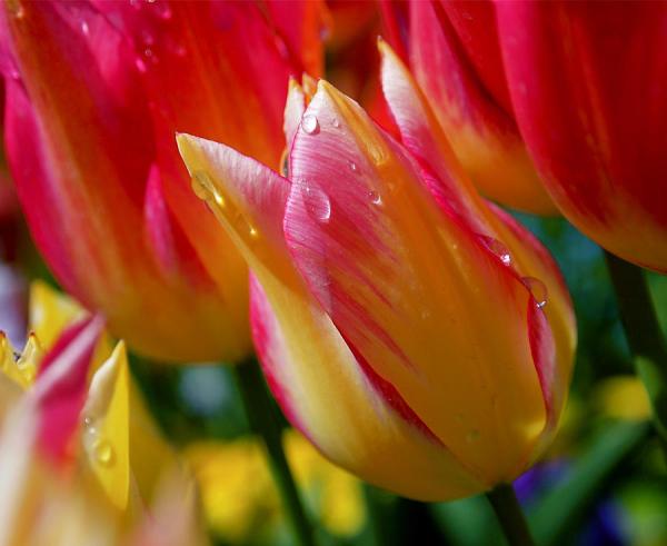 yellow-and-pink-tulips-rona-black600_491