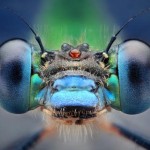 Macro Photography by Dusan Beno