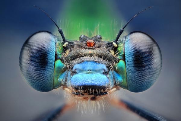 šidlo by Dusan Beno_12600_401