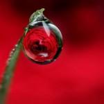 Macro Photography by Brian Valentine