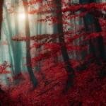 Forest Photography by Ildiko Neer