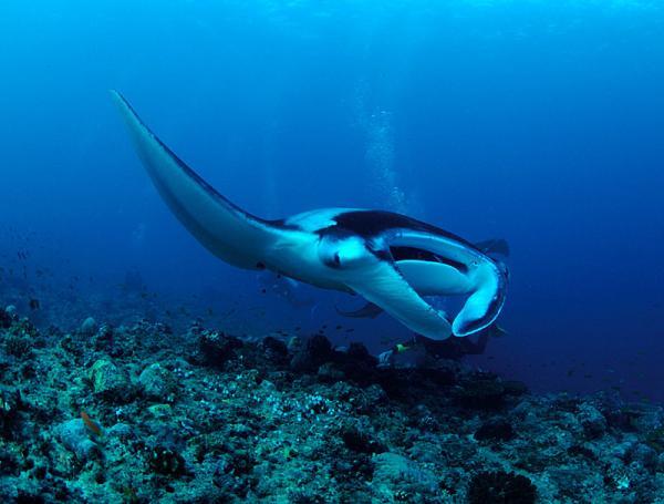 Lily Beach Resort_2600_455