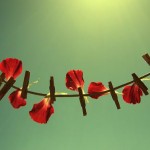 Photography by Beata Czyzowska Young