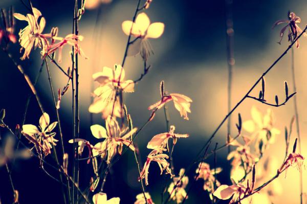 sunshine_in_my_garden__by_incredi600_399