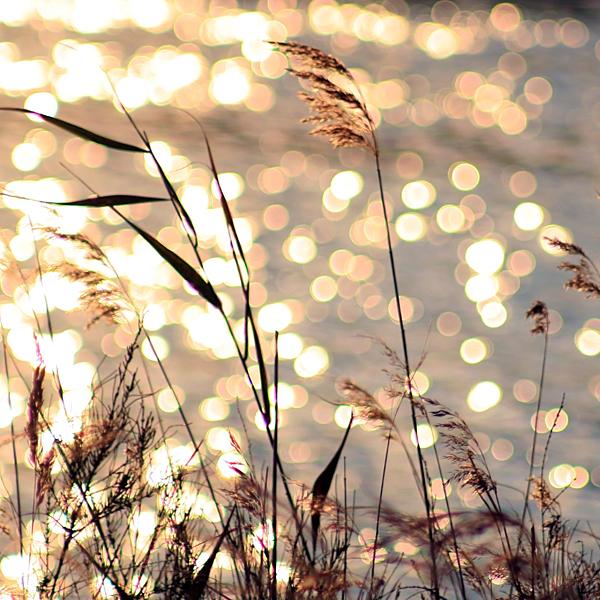 when fairies dance._by_incredi600_600