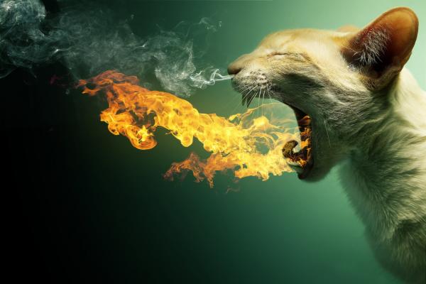 flaming_cat___psd_by_pshoudini600_400