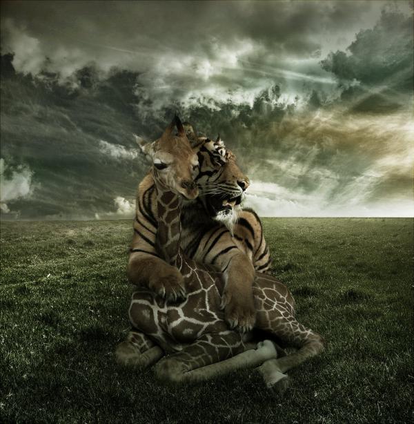 peaceful_predator_and_prey_by_pshoudini600_614