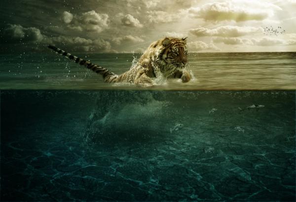 tiger_leap_in_the_water_by_pshoudini600_410