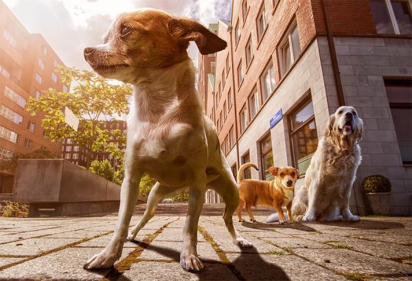 Adrian Sommeling _7600_409