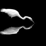 Black and White Photography by Nathan Wirth