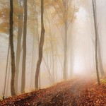 Forrest Photography by Tomas Morkes