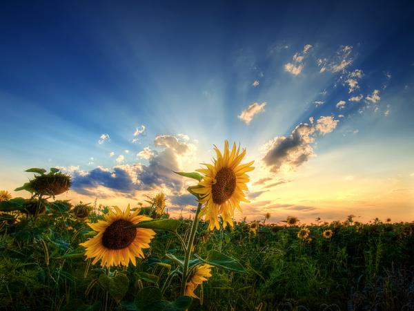 Zsolt Zsigmond_15600_450