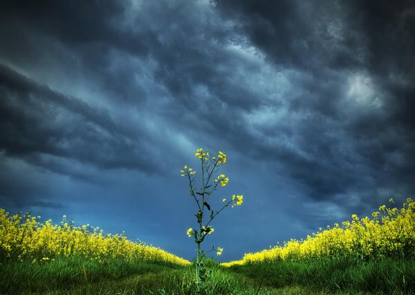 Zsolt Zsigmond_17600_426