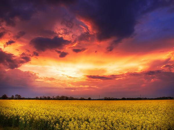 Zsolt Zsigmond_20600_450