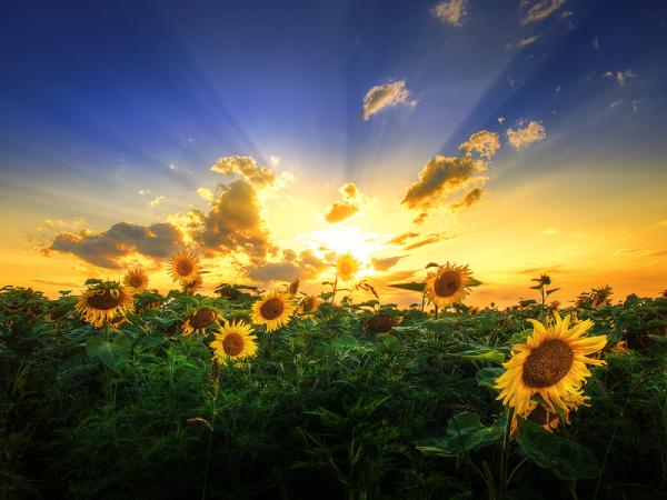 Zsolt Zsigmond_28600_450