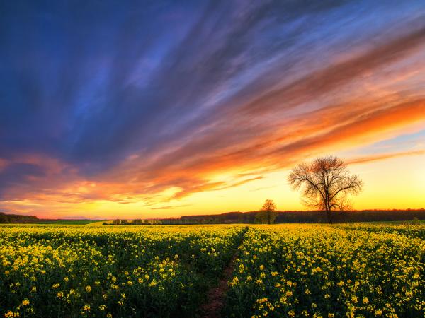 Zsolt Zsigmond_38600_450