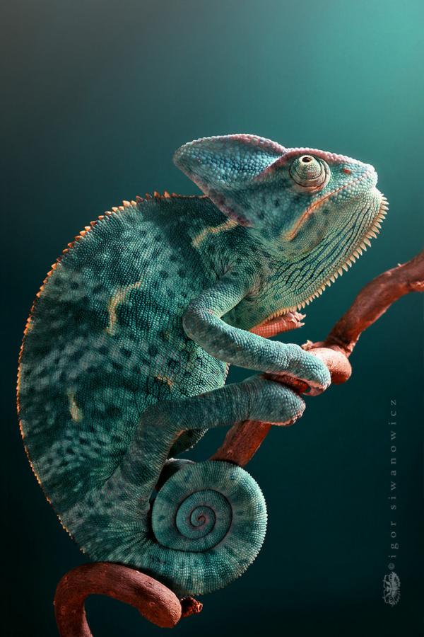 epiphany_by_blepharopsis600_900