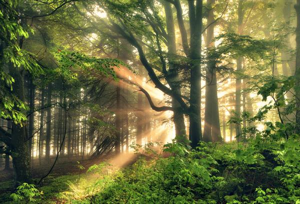 fairy tale forest_by_Kilian Schönberger 600_409