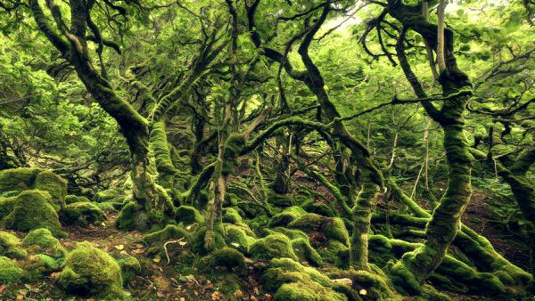 green hell_by_Kilian Schönberger 600_338