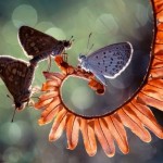 Macro Photography by Nordin Seruyan