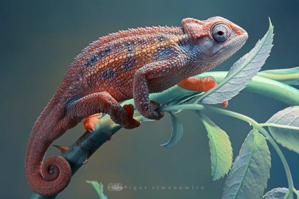 rudis_chameleon_by_blepharopsis600_400
