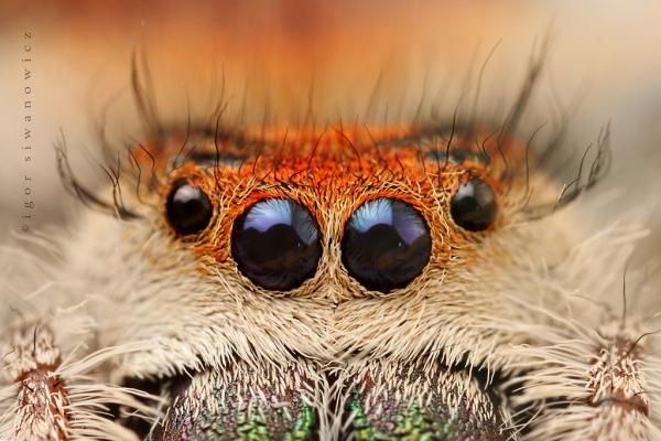 the_looook_by_blepharopsis600_400