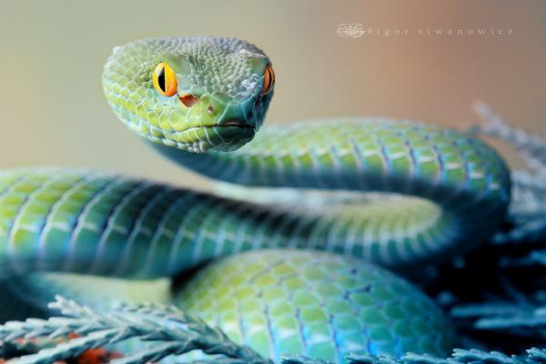 ___you_can__t_resssisst____by_blepharopsis600_400
