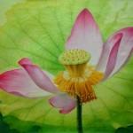 Lotus Paintings by Jiang Debin