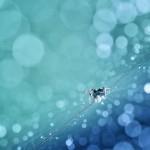Macro Photography by Lafugue Logos