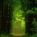 Forrest photography by Nelleke Pieters