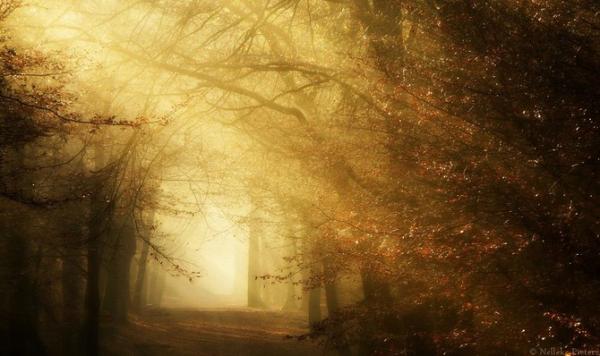 Nelleke Pieters_15600_356