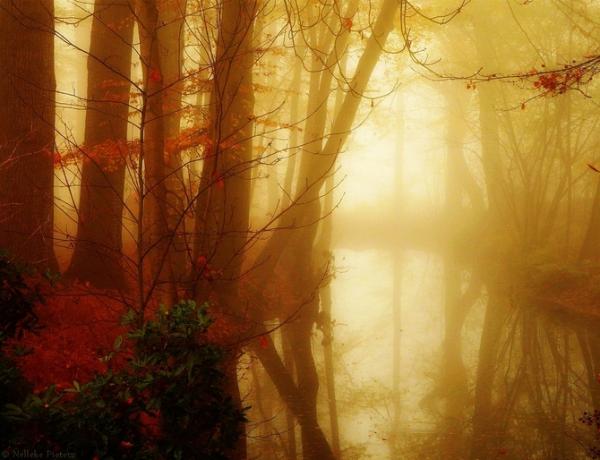 Nelleke Pieters_16600_460