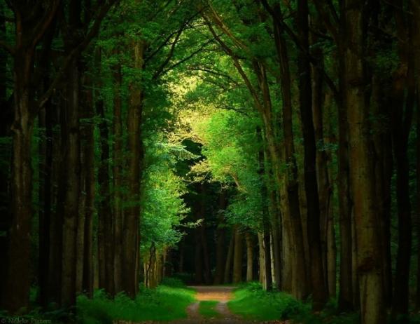 Nelleke Pieters_24600_462