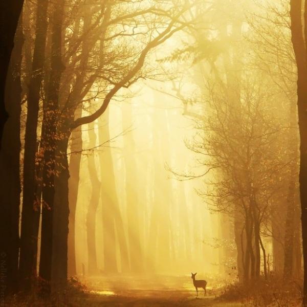 Nelleke Pieters_27600_600