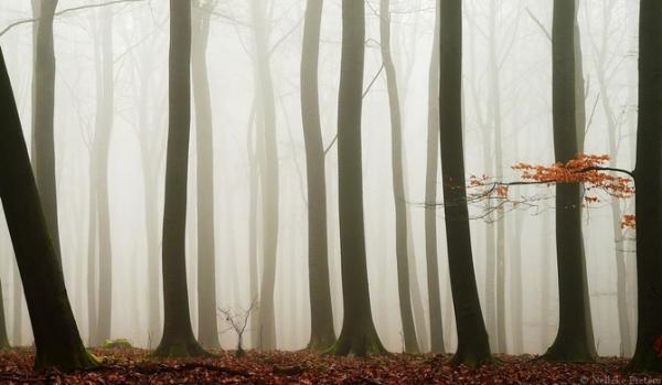 Nelleke Pieters_9600_349