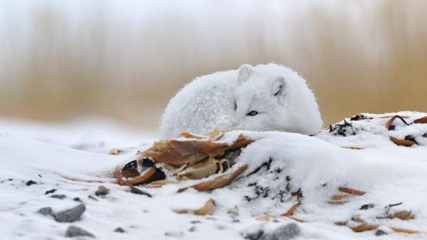 Nikolai Zinoviev_11600_337