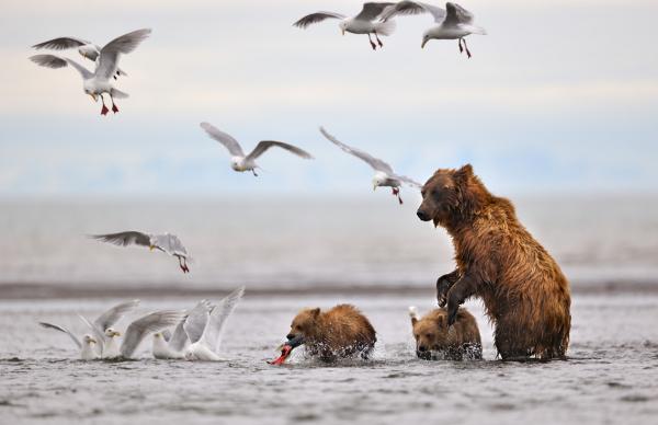 Nikolai Zinoviev_12600_388