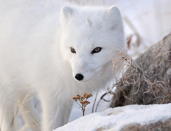 Nikolai Zinoviev_13600_461