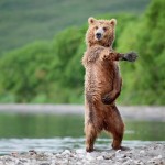 Wildlife Photography by Nikolai Zinoviev
