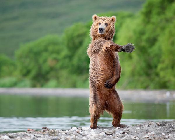 Nikolai Zinoviev_15600_478