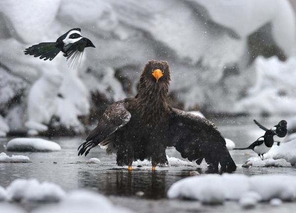 Nikolai Zinoviev_16600_432